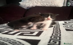 Mixed Breed cats for sale: Toxido kittens  - Image 1