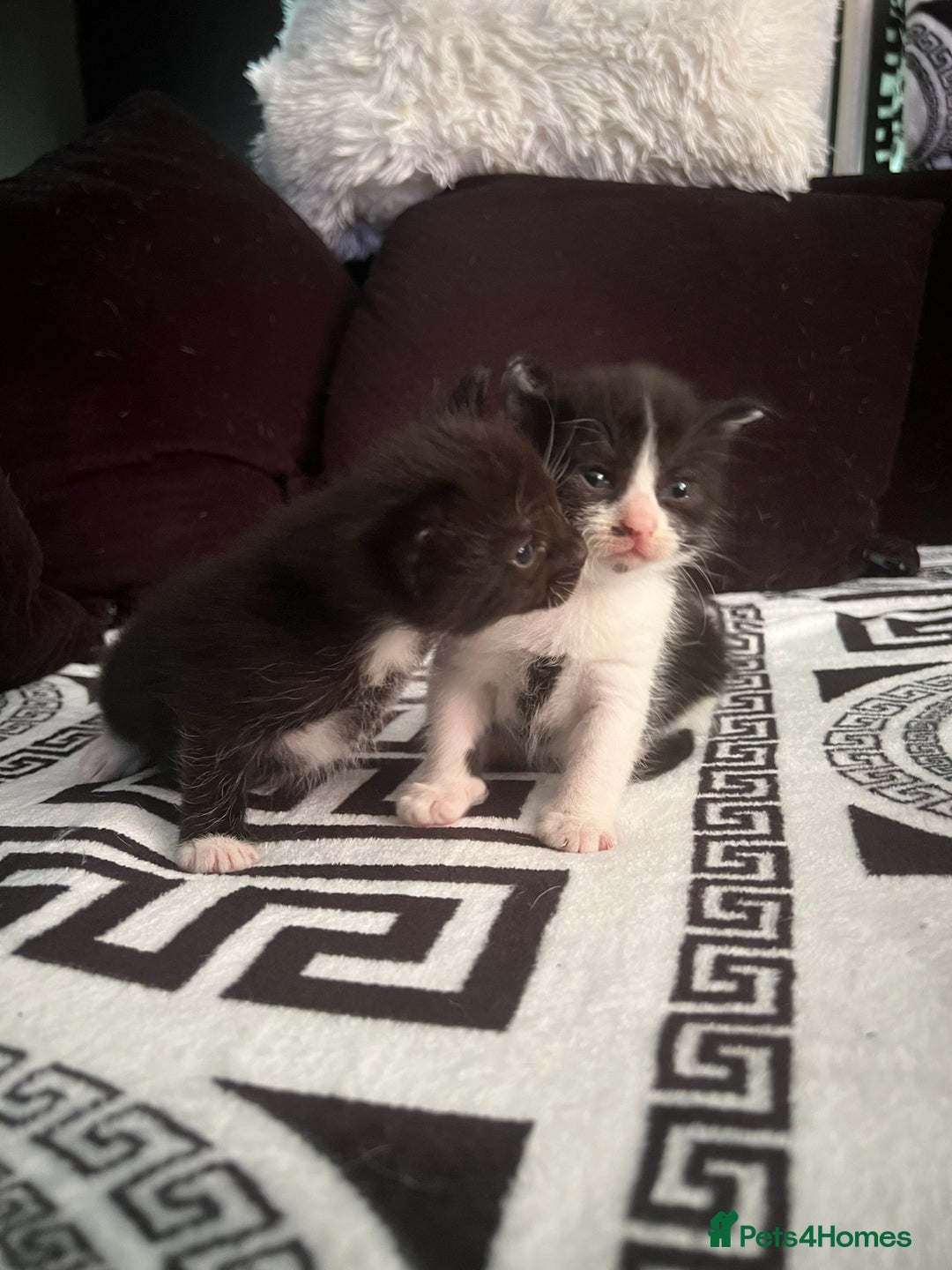 Mixed Breed cats for sale: Toxido kittens  - Image 1