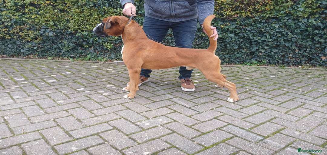 Gallery Image {{count}}