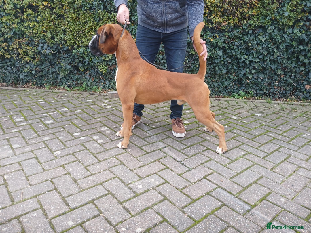 Gallery Image {{count}}