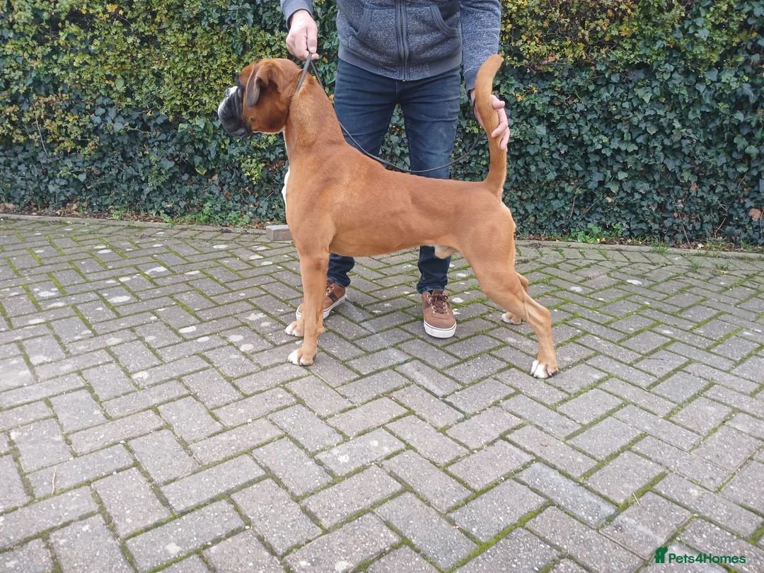 Gallery Image {{count}}