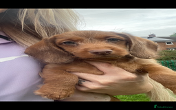 Miniature Dachshund dogs for sale: Long hair miniature female  - Image 13