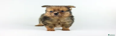 Pomeranian 2