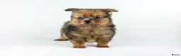Pomeranian dogs for sale: Pomeranian Puppies - Advert 9