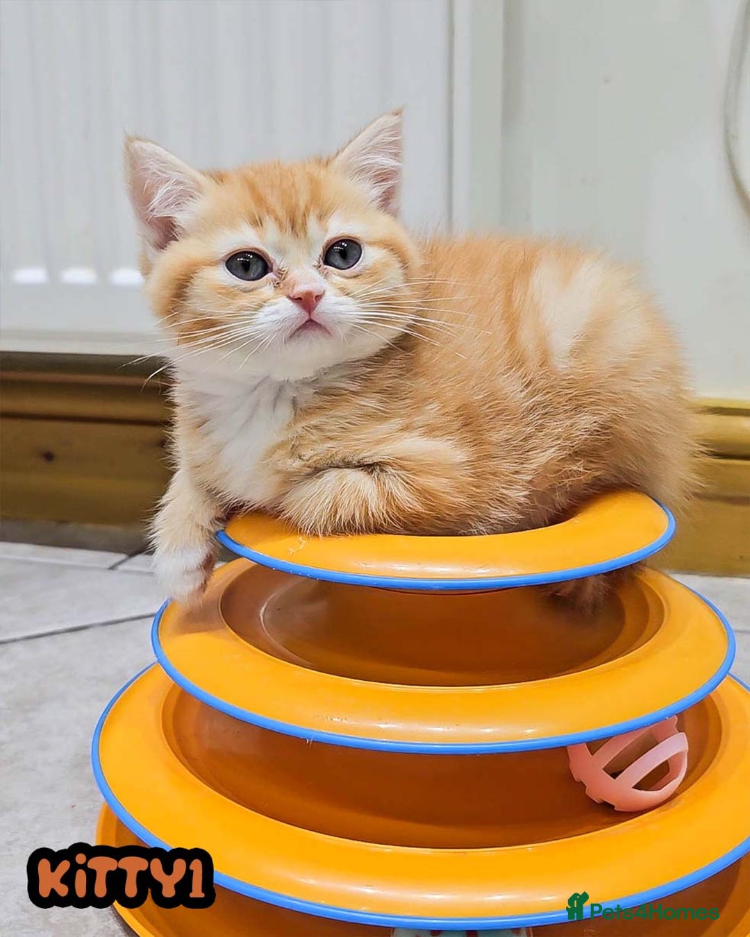 British Shorthair cats for sale: Adorable Kittens Ready For Reservation  - Image 33
