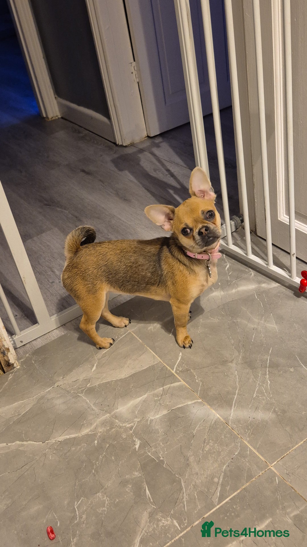 Chug dogs for sale: Fendi is looking for a home with walks - Advert 1