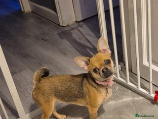 Chug dogs Fendi is looking for a home with walks - Advert 1