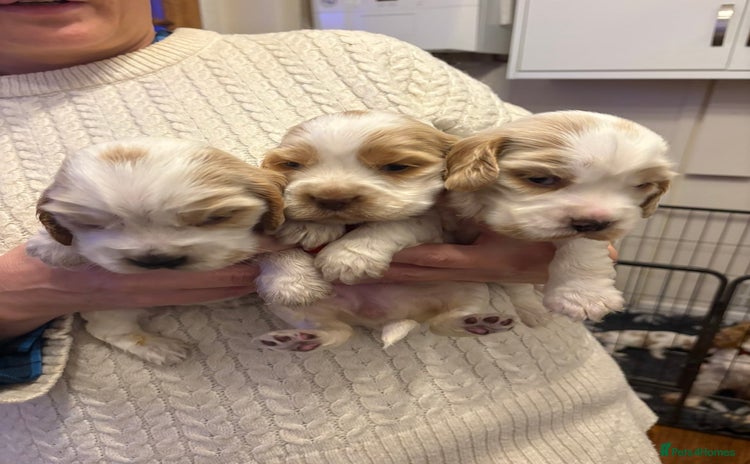 Cocker Spaniel dogs Show Cocker Spaniel Puppies  - Advert 15