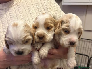 Cocker Spaniel dogs Show Cocker Spaniel Puppies - Advert 13