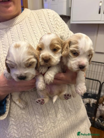Cocker Spaniel dogs Show Cocker Spaniel Puppies - Advert 15
