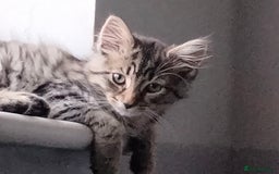 British Shorthair cats for sale: 3 kittens looking for a nice house - Image 3