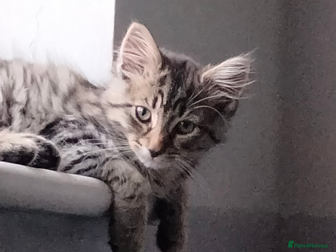 British Shorthair cats for sale: 3 kittens looking for a nice house - Image 3
