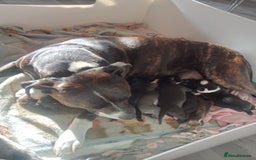 Staffordshire Bull Terrier dogs for sale: ‼️ReadyForCollection‼️Blue Staffie Puppies  in Tipton - Image 12