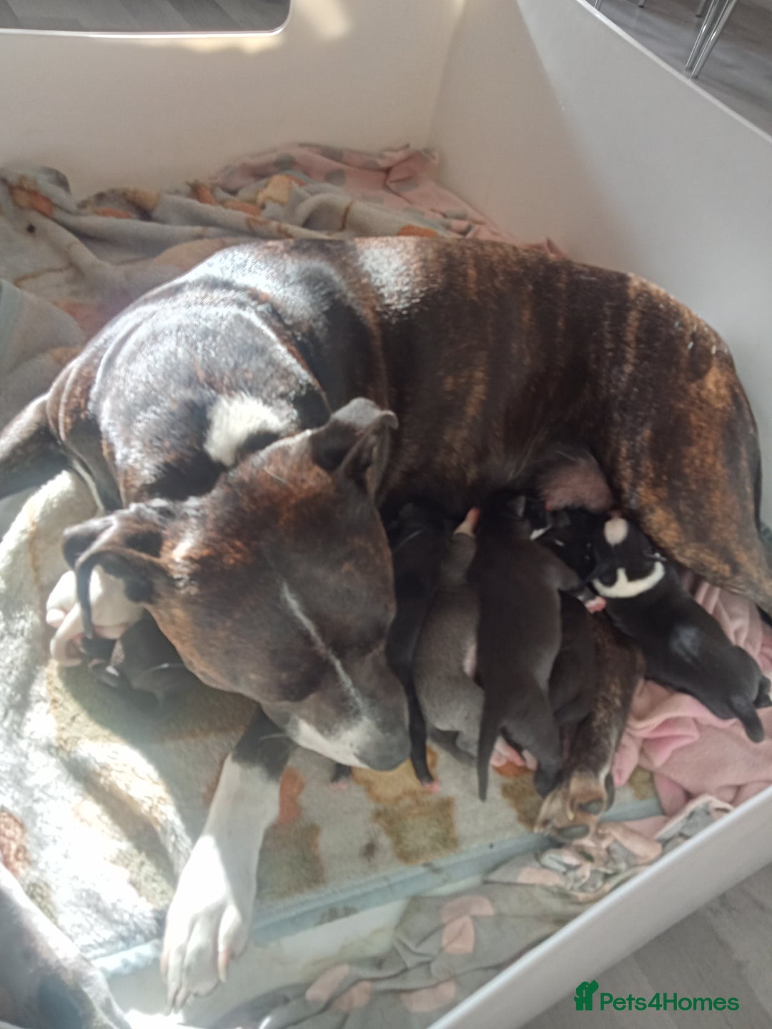Staffordshire Bull Terrier dogs for sale: ‼️ReadyForCollection‼️Blue Staffie Puppies  in Tipton - Image 12