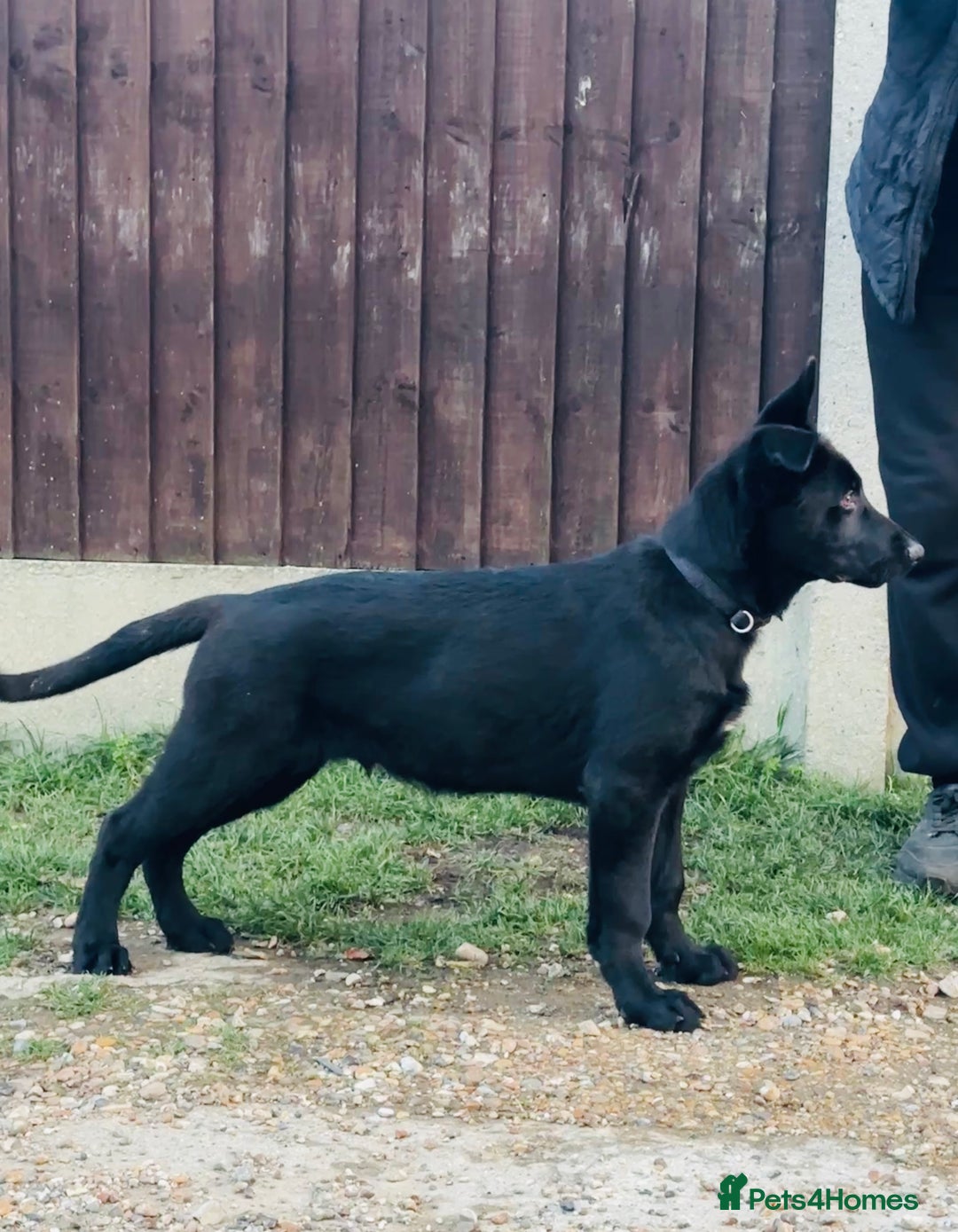 German Shepherd dogs for sale: Exceptional KC Reg DDR GSD Puppies Rare Bloodlines - Image 21