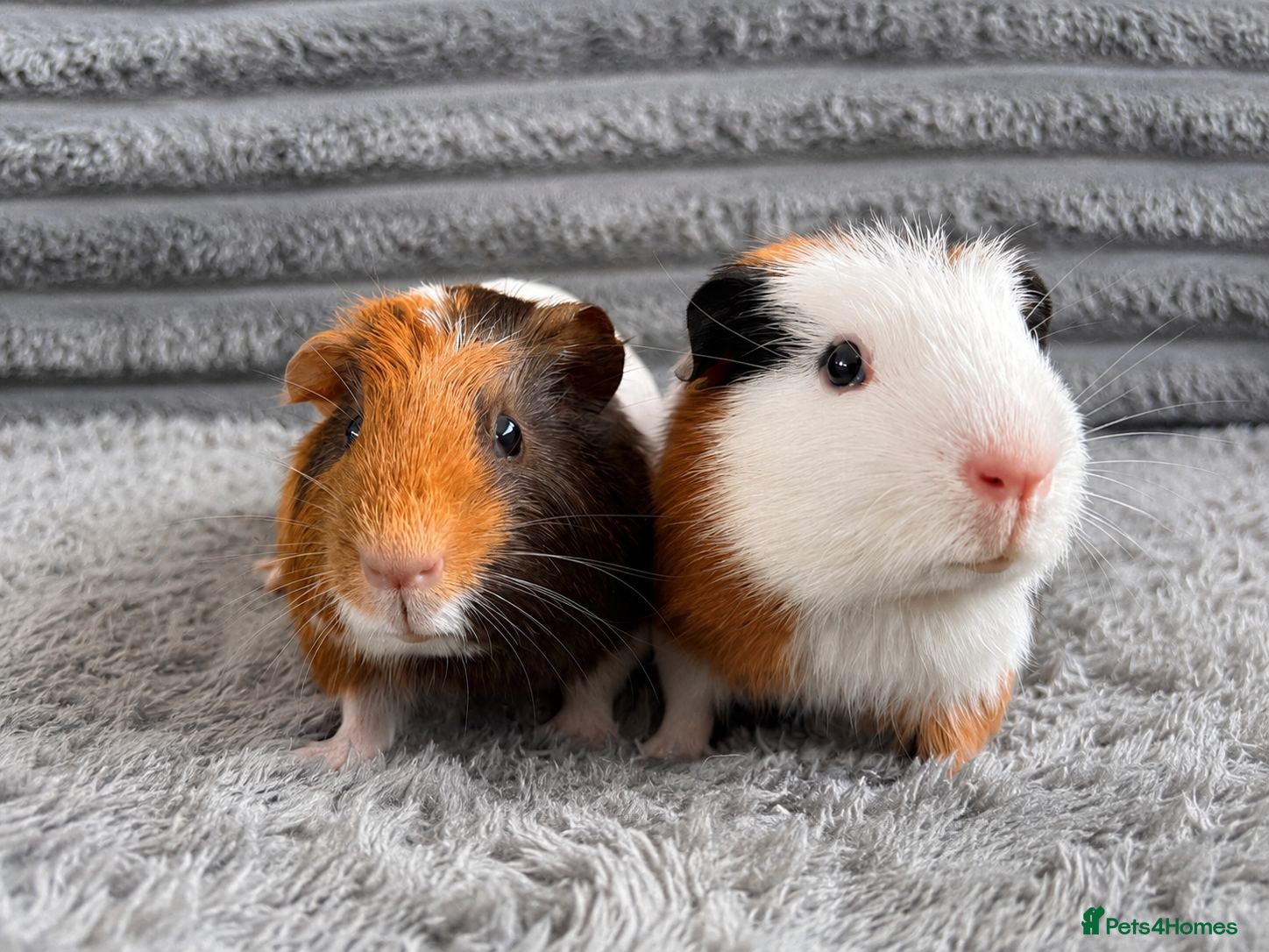 Guinea Pig rodents AVAILABLE - baby guinea pigs for new home  - Advert 7