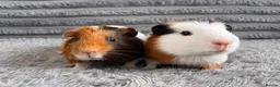 Guinea Pig rodents for sale: Mixed age baby guinea pigs for new home  in Slough - Advert 3