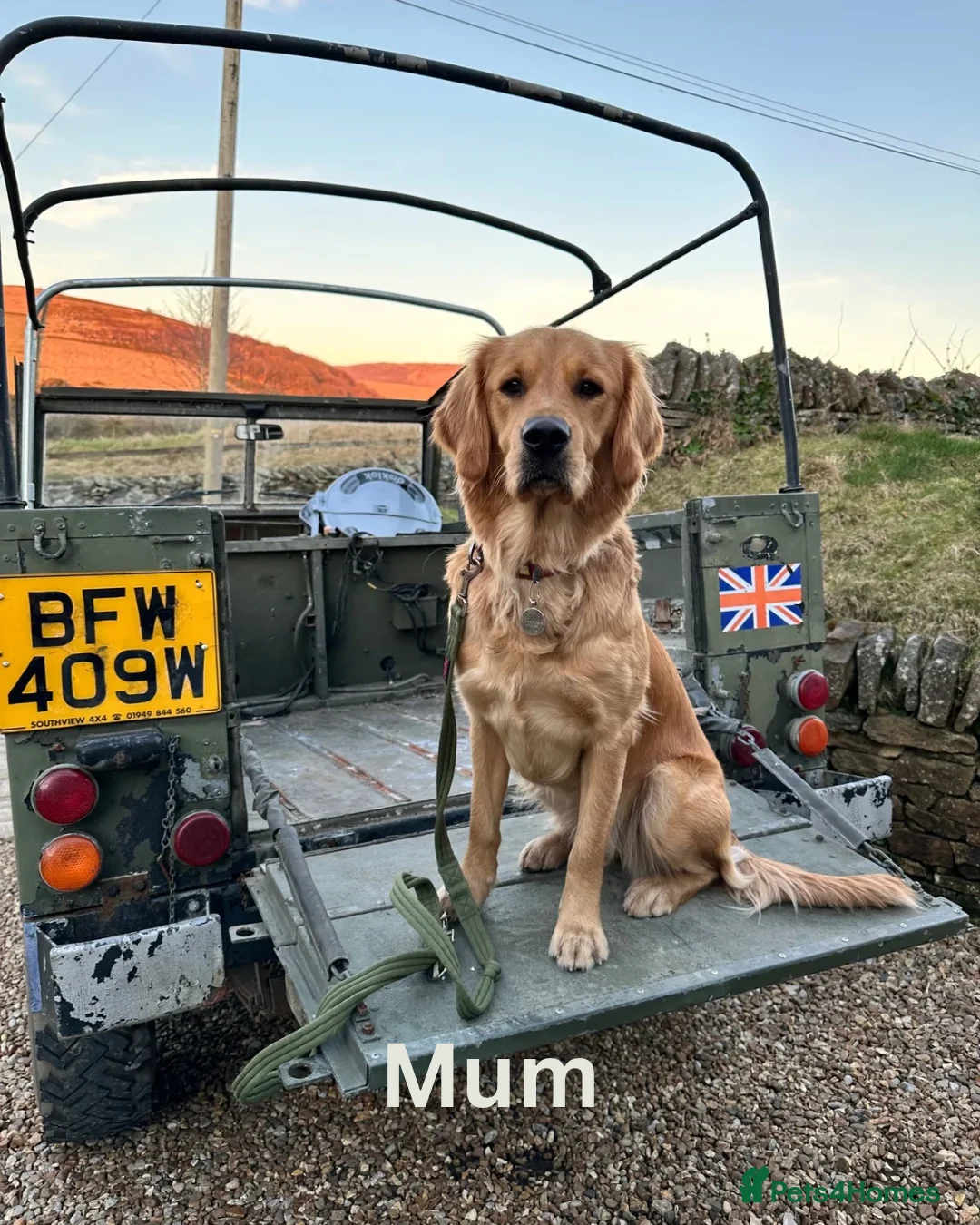 Golden Retriever dogs for sale: Golden Retriever pups for sale - Advert 3