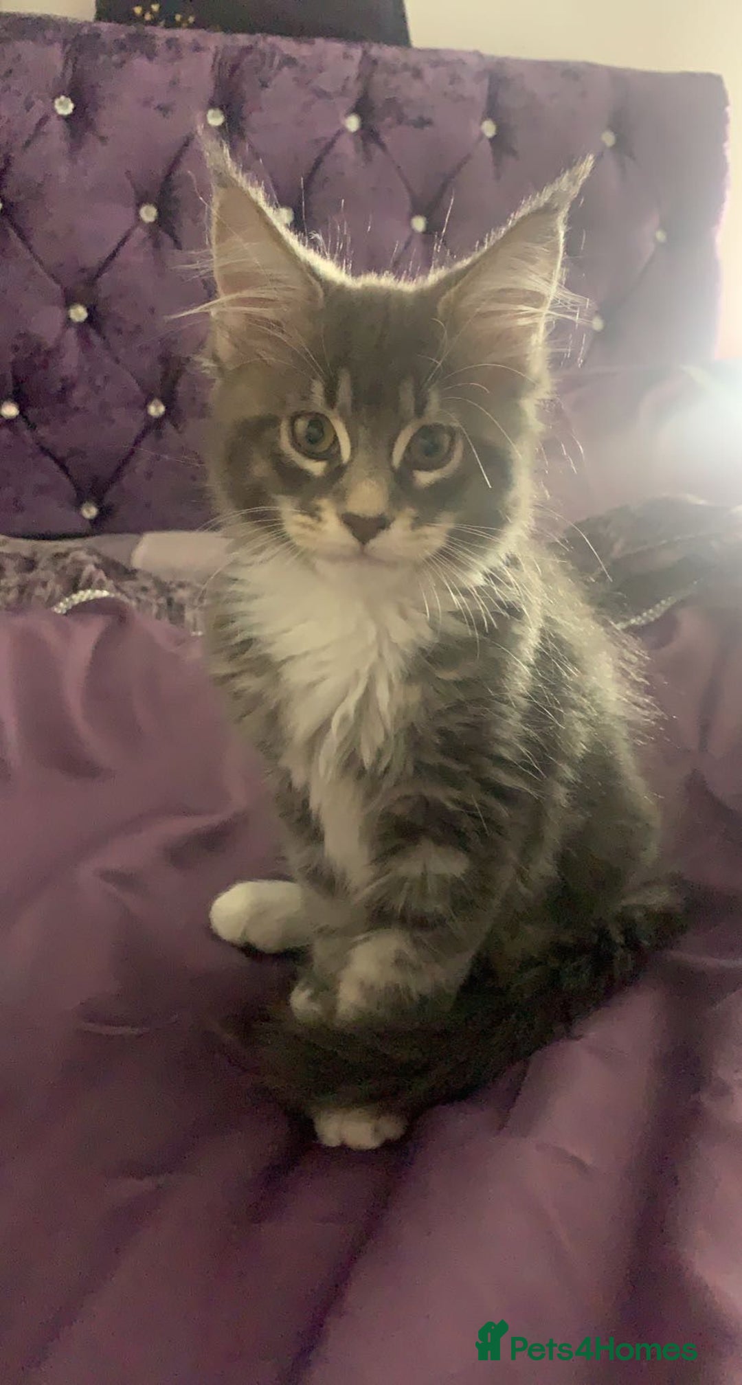 Maine Coon cats for stud: Champion Blue silver Maine Coon TICA GCCF Pedigree in Irvine - Advert 10