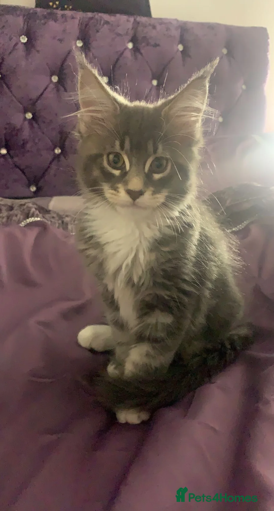 Maine Coon cats for stud: Champion Blue silver Maine Coon TICA GCCF Pedigree in Irvine - Advert 10