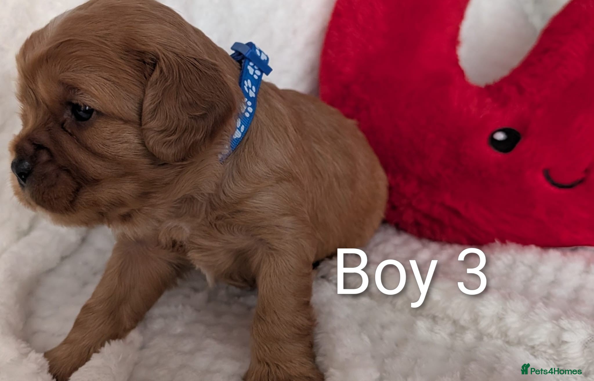 Cavalier King Charles Spaniel dogs for sale: Cavalier King Charles Stunning Puppies! in Aldershot - Advert 15