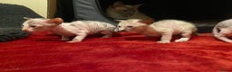 Sphynx cats for sale: Truly unique sphinx kittens 😍🥰🥰 - Advert 7