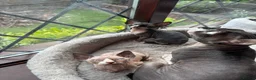 Sphynx cats for sale: 3 Sphynx kittens - Advert 4