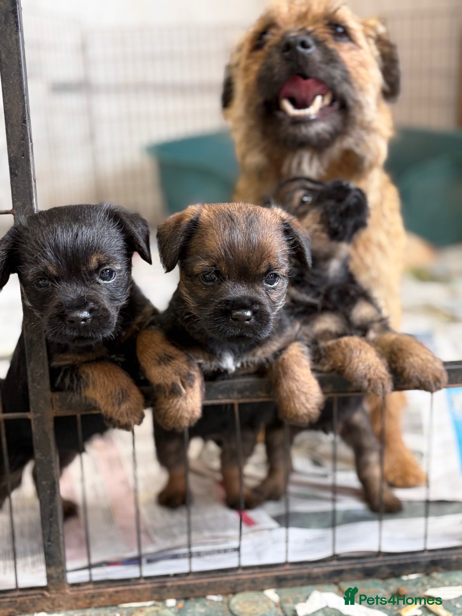 Border Terrier dogs 🐾 Licensed breeder of KC border terrier puppies  - Advert 1