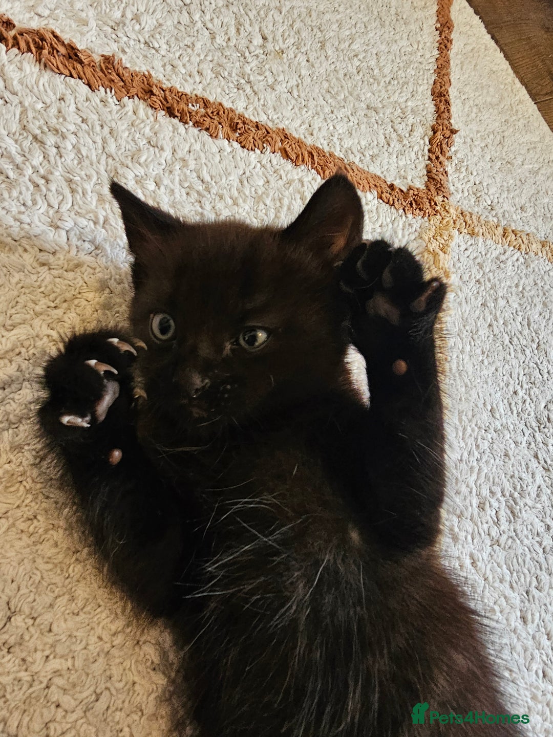 Mixed Breed cats for sale: Cute black kitten - Image 6