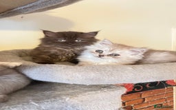 Persian cats for sale: Persian kitten ready to go - Image 24