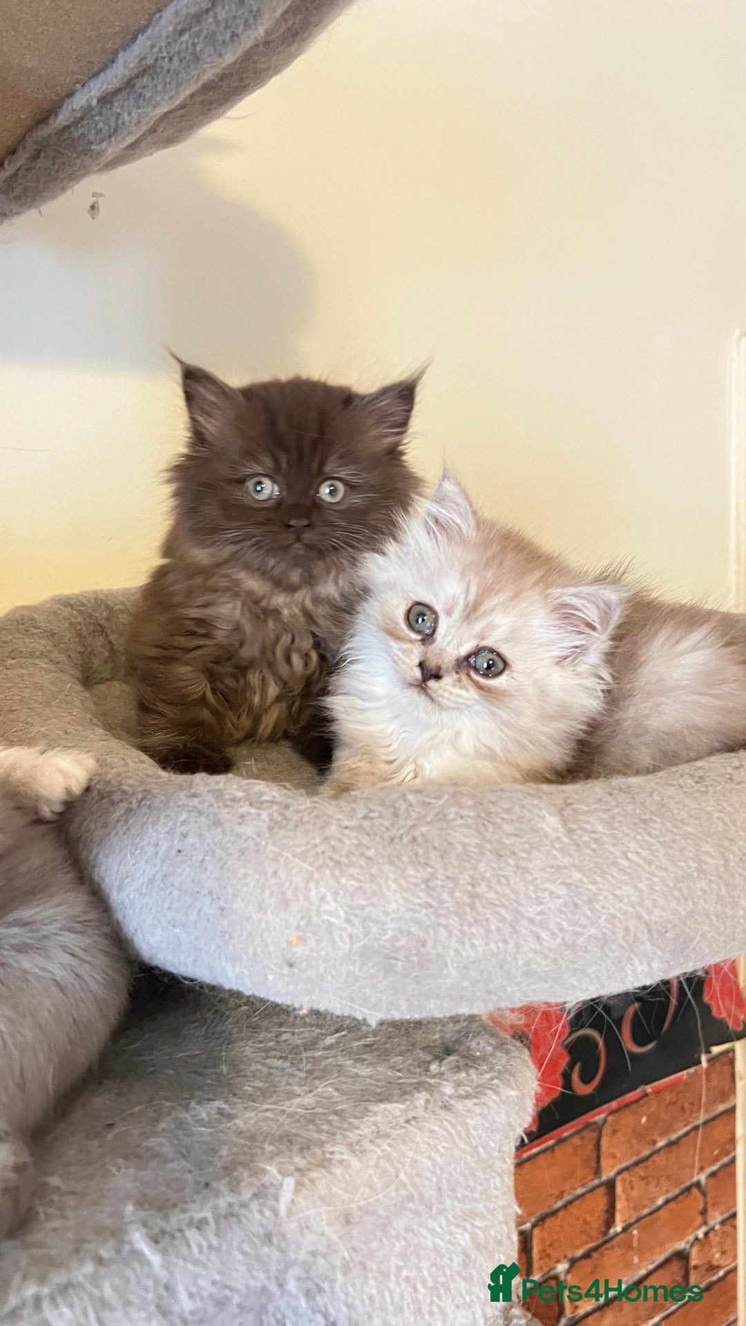 Persian cats for sale: Persian kitten ready to go - Image 24