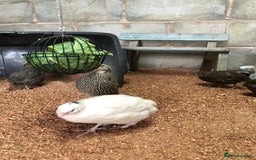Quail poultry for sale: Jumbo & Celadon (blue egg) Coturnix Quail & eggs - Image 3
