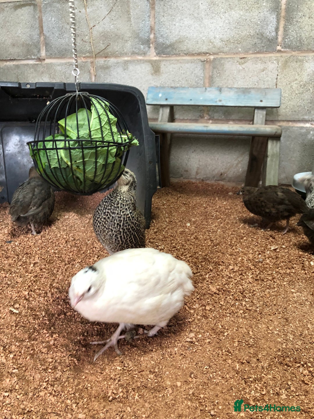 Quail poultry for sale: Jumbo & Celadon (blue egg) Coturnix Quail & eggs - Image 3