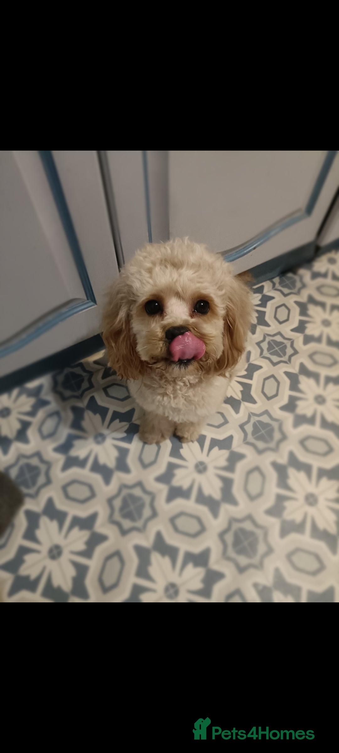 Poochon dogs for stud: Gorgeous Roo for stud. Proven.  - Image 6
