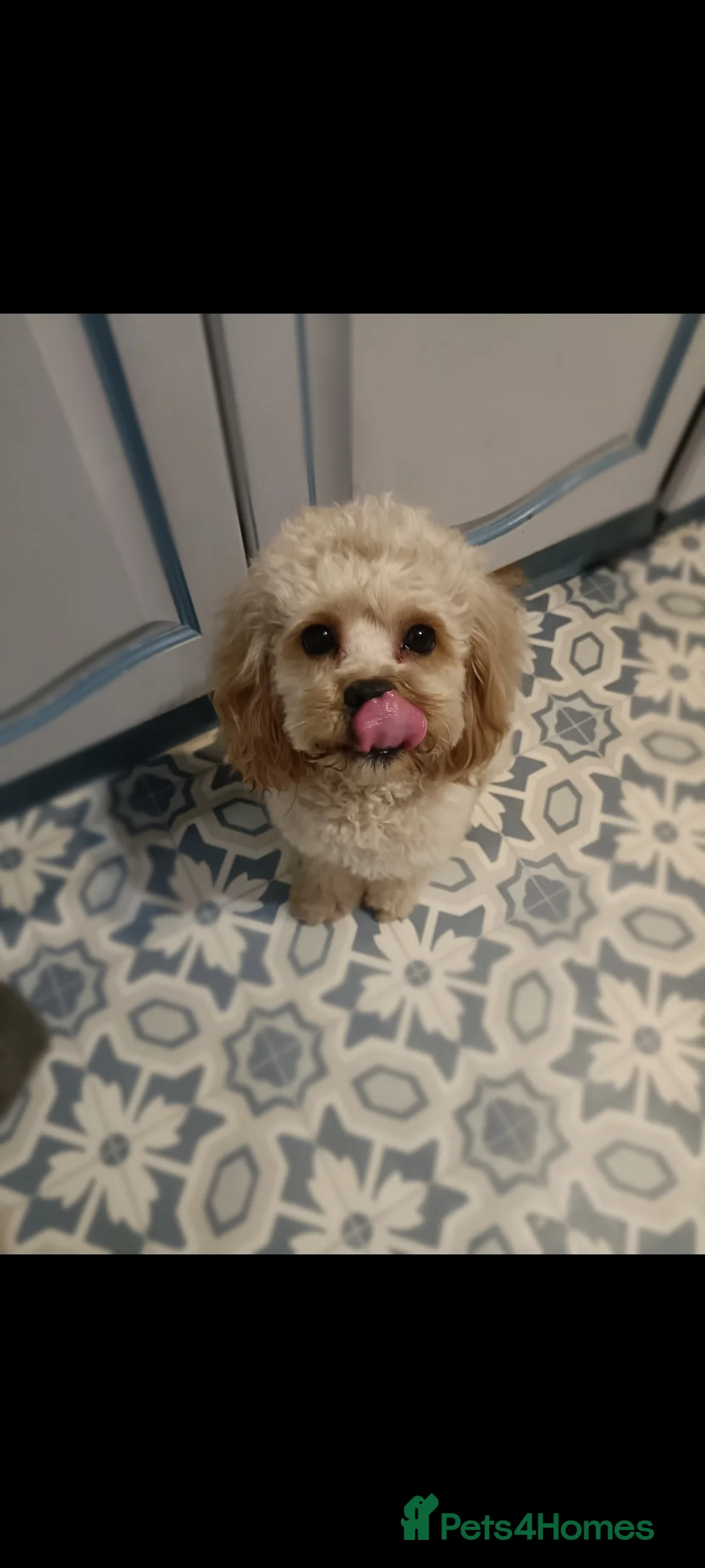 Poochon dogs for stud: Gorgeous Roo for stud. Proven.  - Advert 6