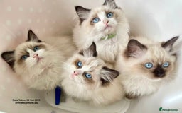 Ragdoll cats for sale: 🐾Stunning Ragdoll Kittens🧬DNA🏆ChampParents🐾 - Image 6