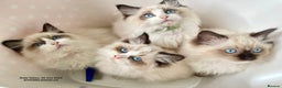 Ragdoll cats for sale: 🐾Stunning Ragdoll Kittens🧬DNA🏆ChampParents🐾 - Advert 7