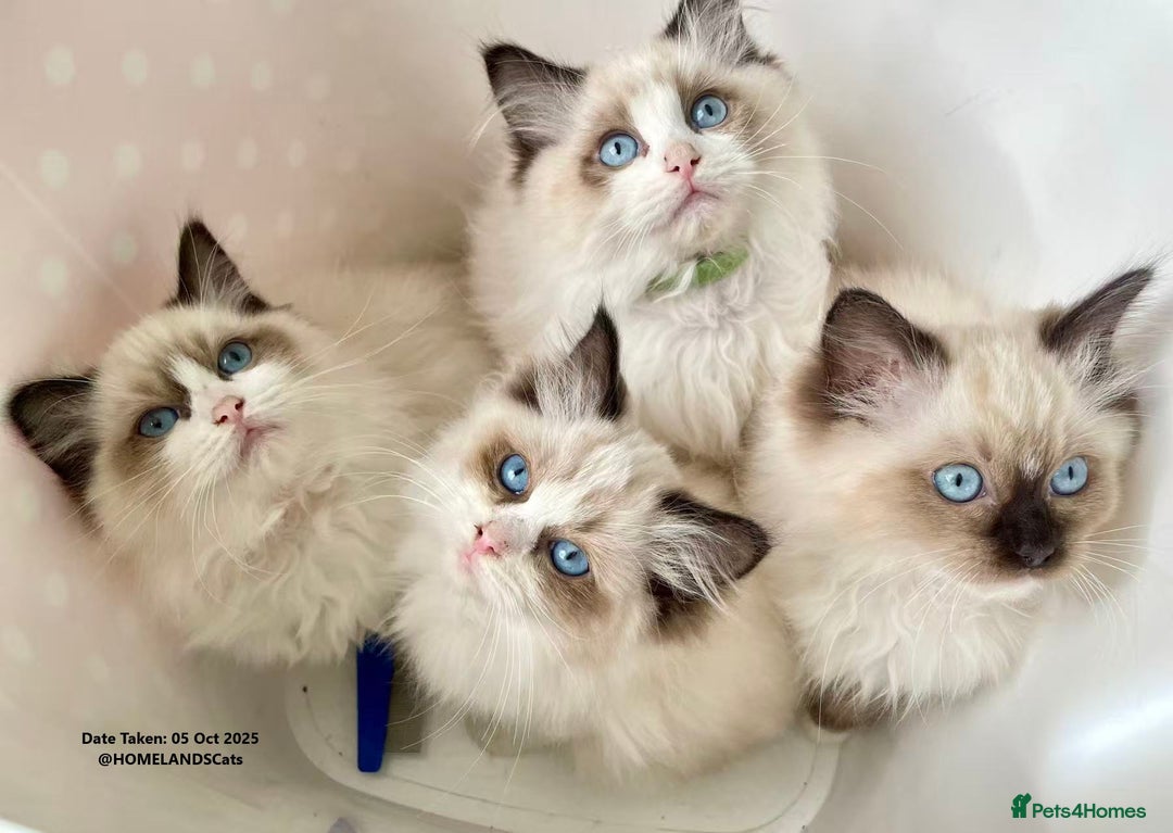 Ragdoll cats for sale: 🐾Stunning Ragdoll Kittens🧬DNA🏆ChampParents🐾 - Image 6