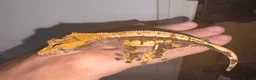 Gecko reptiles for sale: Crested geckos for sale! - Advert 3