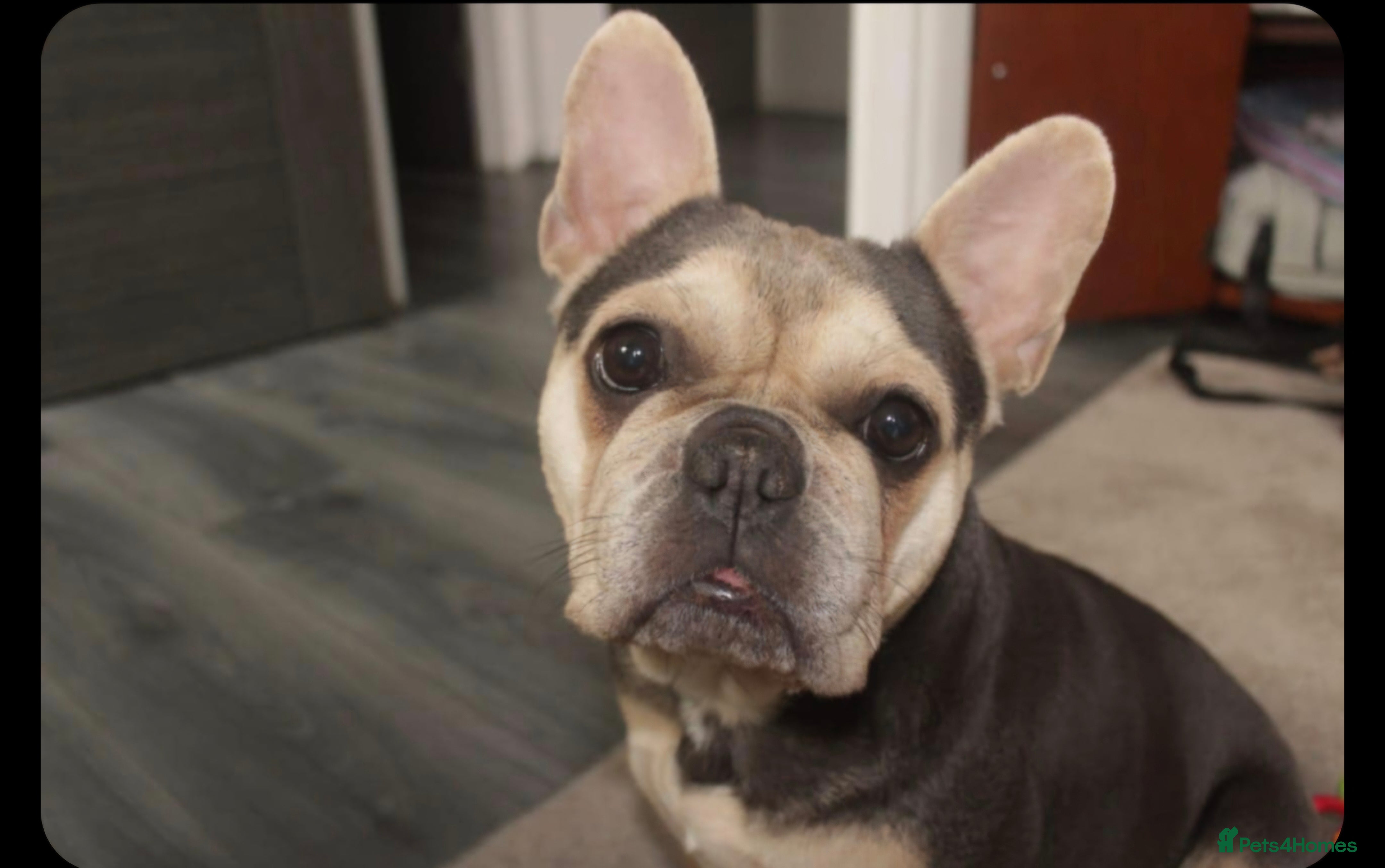 French Bulldog dogs French Bulldog female 2 years old - Advert 17