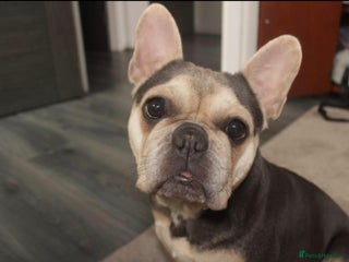 French Bulldog dogs French Bulldog female 2 years old - Advert 2