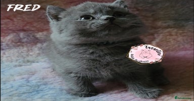 British Shorthair cats in London - Advert 5
