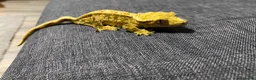 Gecko reptiles for sale: 3 Adult Crested Geckos, and recently laid egg. 🥚  in Ilkeston - Advert 5