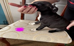 Staffordshire Bull Terrier dogs for sale: Staffordshire Bull Terrier Puppies - Image 10