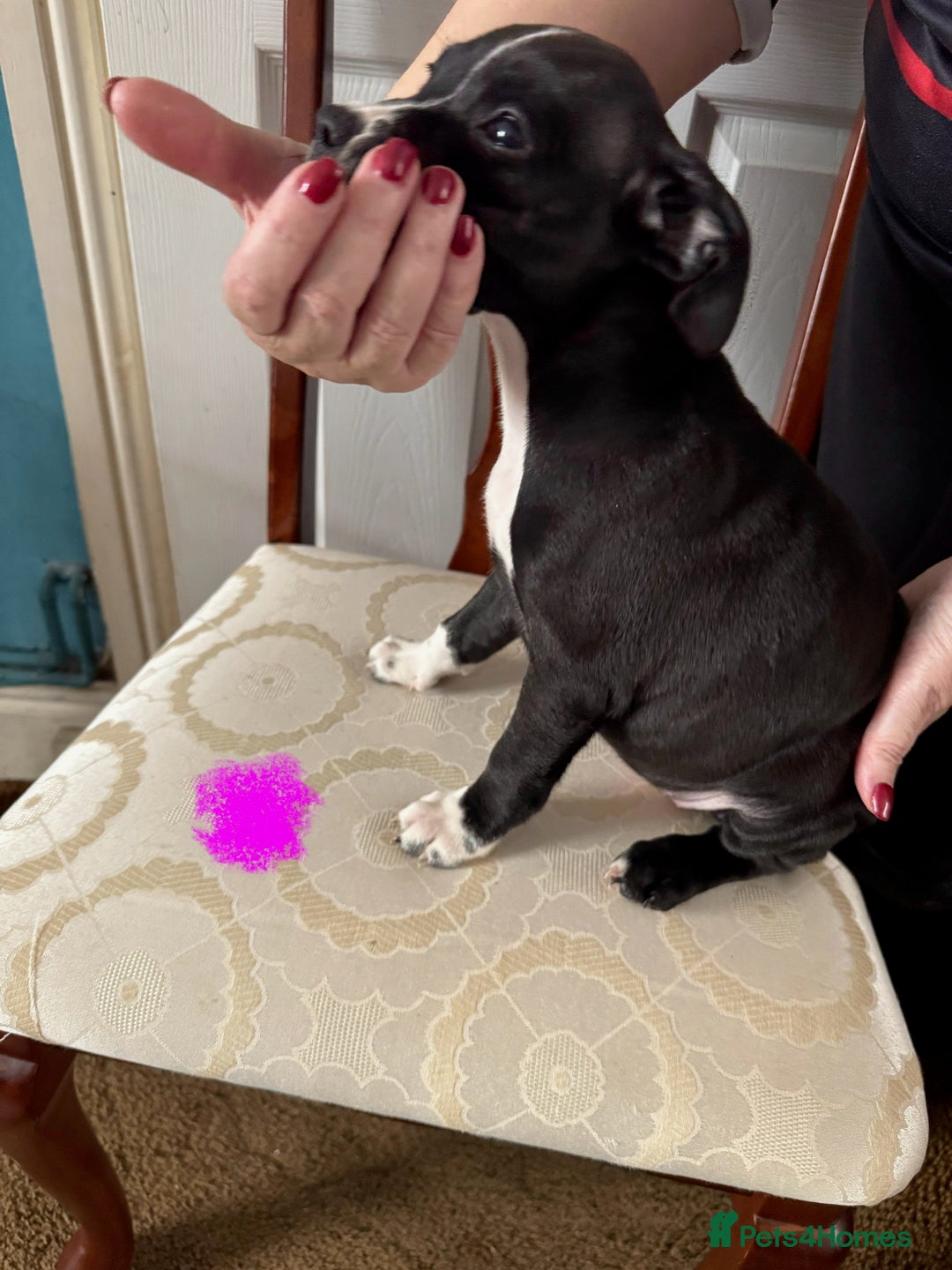 Staffordshire Bull Terrier dogs for sale: Staffordshire Bull Terrier Puppies - Image 10
