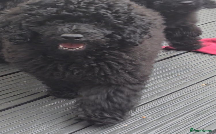 Miniature Poodle dogs in Chelmsford - Advert 12