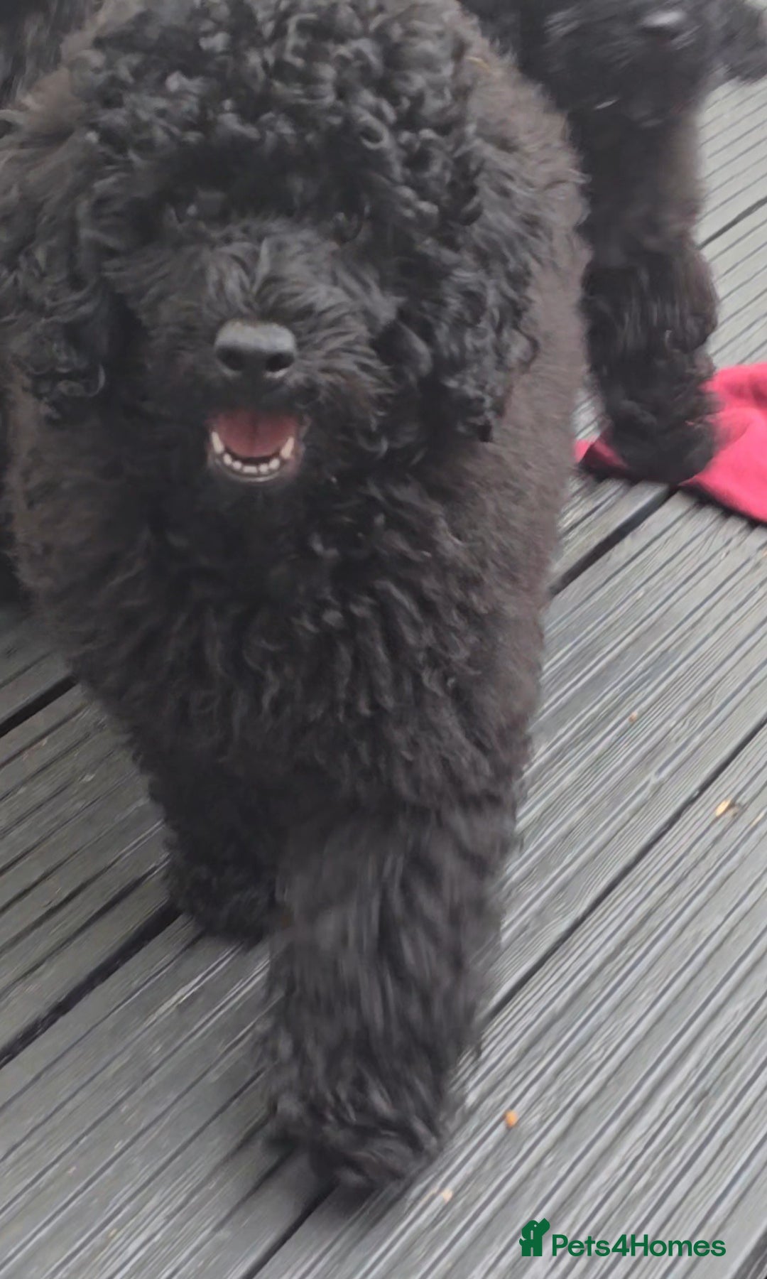 Miniature Poodle dogs for sale: 💚Exquisite black KC reg miniature poodle black in Chelmsford - Image 4