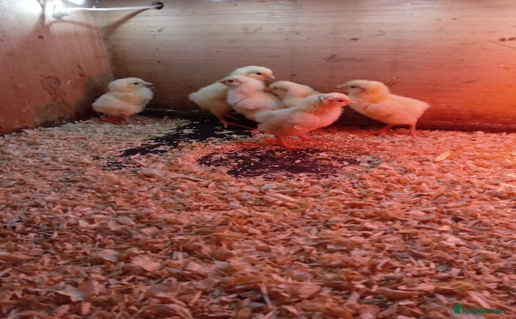 Chickens poultry - Advert 7