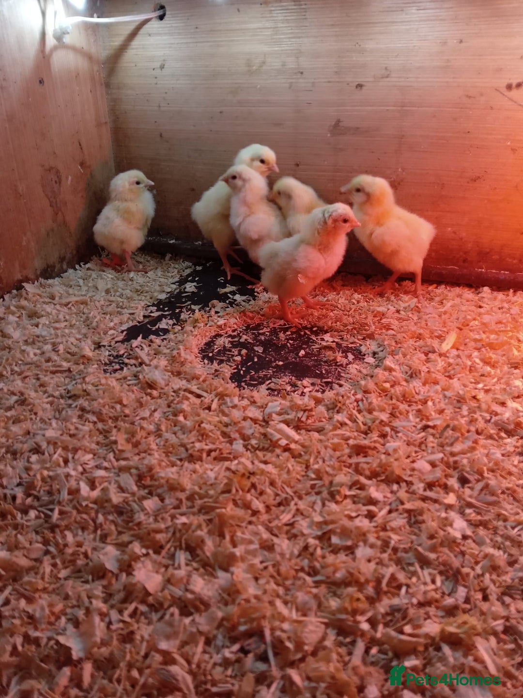 Chickens poultry for sale: Various Chicks *Hatching Continuously* - Image 1