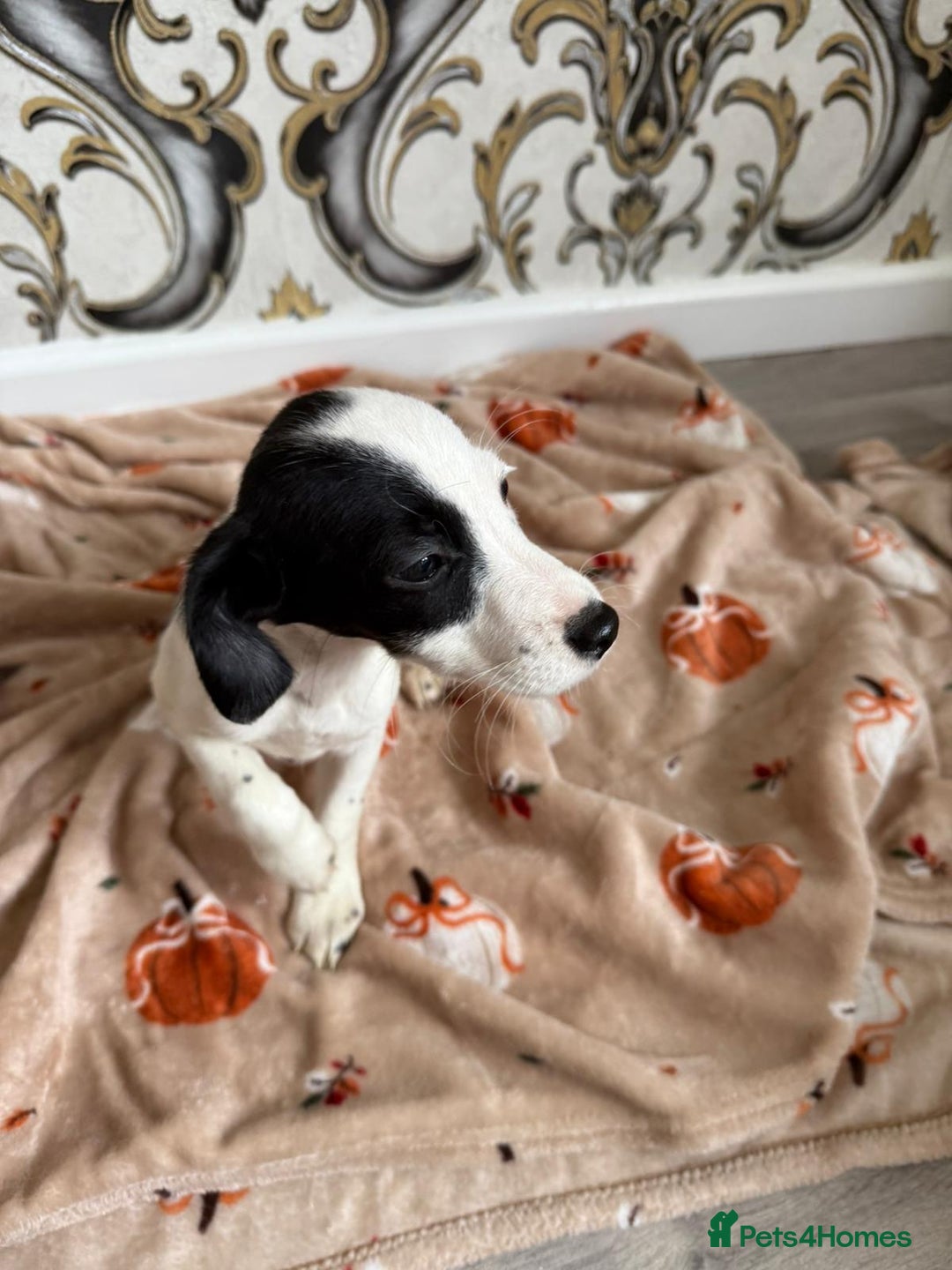 Mixed Breed dogs for sale: Cocker jack - Image 6